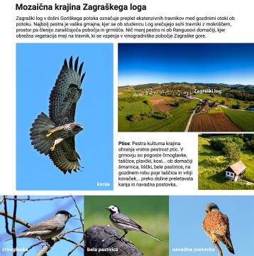 Zgibanka Ptice 2022 WEB 03